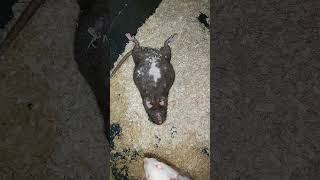 severe labor in a female rat animals rat \ тяжелые роды у крысы [upl. by Nnylannej408]