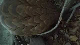 Pangolin encounter with Rock Monitor Lizard at Daktari [upl. by Mikahs757]