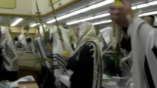 Shaking Lulav and Esrog during Hallel  Hodu 1 [upl. by Amoeji]