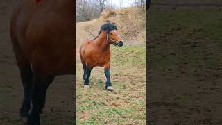 This Is A Romanian Draft Horse shortsvideo [upl. by Ecineg]