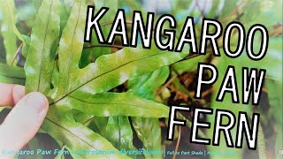 Best Beginner Houseplant Fern Kangaroo Paw Fern  Microsorum diversifolium [upl. by Ballinger543]