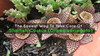 The Easiest Way To Take Care Of A Starfish Cactus Orbea variegata [upl. by Linker]