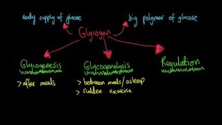 Glycogen Metabolism [upl. by Thirza]