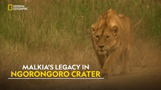 Lions of Ngorongoro  Planet Carnivore  हिंदी  Full Episode  S1  E3  Nat Geo Wild [upl. by Bisset]