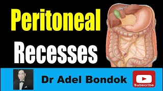 Peritoneal Recesses Dr Adel Bondok Making Anatomy Easy [upl. by Sturdivant918]