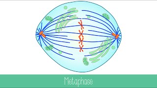 Mitosis and Cytokinesis [upl. by Elodea]