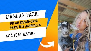 zanahoria un super alimento para las cabras [upl. by Anama224]