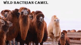 Wild Bactrian Camel  Animal Histrology [upl. by Llennehc244]