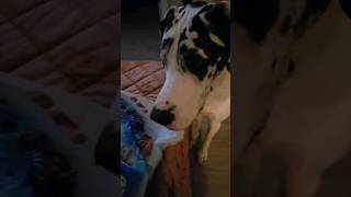 Dane and a Donut funnyvideo funnyshorts funny dog dogs pets pet dog [upl. by Corine]