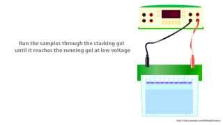 SDS PAGE principles  simple animated tutorial [upl. by Zacharie]