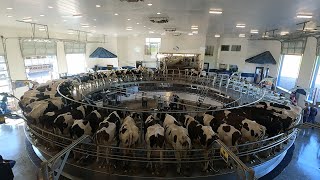 Visiting a 60 Stall Rotary Milking Parlor [upl. by Tawney737]