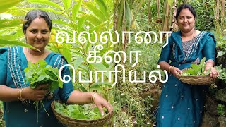 vlog 49வல்லாரைக் கீரை பொரியல் கொடம்புளி பத்தி சொல்லி இருக்கேன்youtube food farmerfamily cooking [upl. by Neo644]