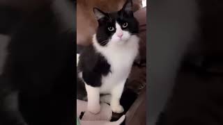 funny catcatcatscatlover catshorts funnycatsyoutubeshorts funnyvideo music [upl. by Gaige]