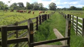 Camping at Dower House Touring Park  Thetford Forest  Norfolk [upl. by Gerty]