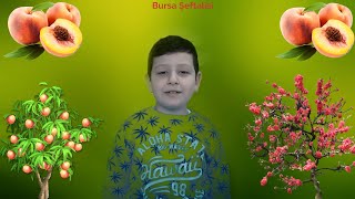 Alper Tuncer  Bursanın Şeftalisi [upl. by Jerrine]