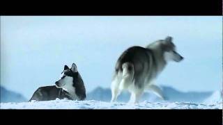 a bird hunt of the dogs extract from Eight below [upl. by Yannodrahc318]