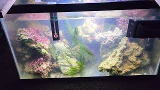 Fishless Macroalgae Tank Experiment  Day 1 [upl. by Halladba]