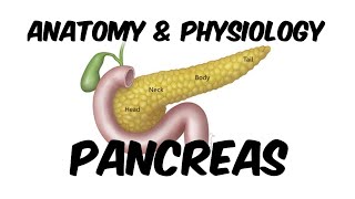 Pancreas  Enzymes and Hormones Insulin of Pancreas  Anatomy amp Physiology I in Hindi [upl. by Lessig335]