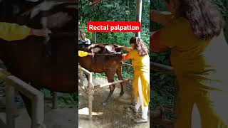 Rectal palpation in cattle by lady veterinary technician shorts drpradipbhandari [upl. by Gretta148]