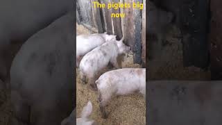 The Piglets Big Now [upl. by Concha]