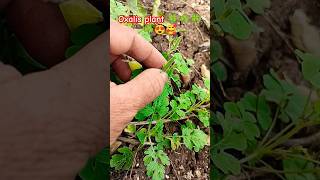 Oxalis plant ☘️🍀☘️🍀🥰😍nature plants gardening shorts short youtubeshorts virlalshorts [upl. by Hadeehuat808]