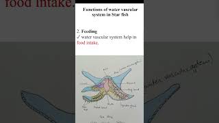 Functions of the Water Vascular system in Starfish zoology biology [upl. by Jasmine]