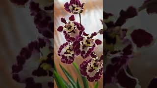 Tolumnia Jairak Firm Fine Point in Bloom orchid plants bloom [upl. by Gnauq]