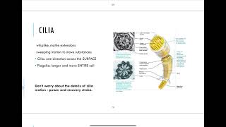 38  Cilia Flagella Microvilli [upl. by Andy]