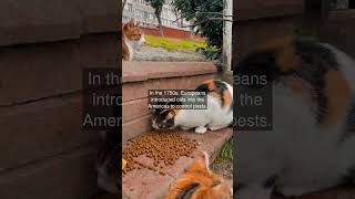 In the 1750s Europeans introduced cats into the Americas to control pests [upl. by Ennirak]