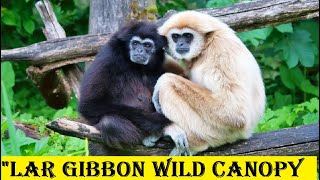 Lar Gibbon  the Masters of the Canopy  Animal histrology [upl. by Aleakam]