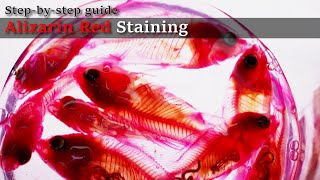 04R Preserve in glycerol Alizarin Red Staining Stepbystep guide 2023 1130 04 RedD [upl. by Calandra]