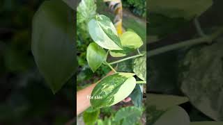 Scindapsus Jade Aurea amp Albo 2 and 1 plants aroids gardenplants garden plantlover [upl. by Shayne]