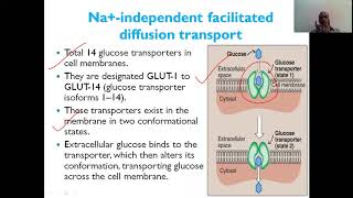 TRANSPORT OF GLUCOSE INTO THE CELLS [upl. by Eiduam230]