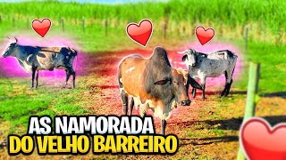 NOVAS NAMORADA DO TOURO VELHO BARREIRO [upl. by Nylrats]