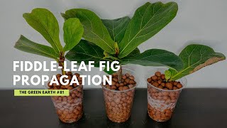 81 How to Propagate FiddleLeaf Fig from Cuttings Ficus Lyrata Propagation  Indoor Plants [upl. by Gehman908]