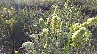 Greek mountain tea sideritis Scardica with our bees They love it [upl. by Neelyt]