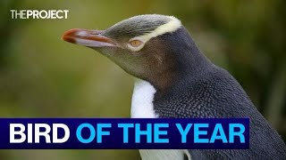 Rare Smelly Penguin Wins New Zealands Bird Of The Year [upl. by Erny367]