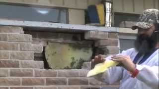 Honey Bees Removed From A Double Brick Wall [upl. by Longerich]