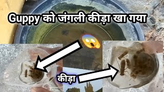 Guppy Fish को खा गया जंगली कीड़ा 🥺 [upl. by Kato192]