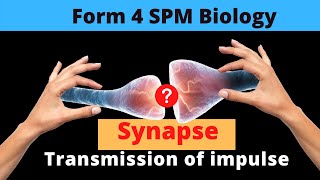 F4 SPM Biology C123 How impulses travel across a synapse l Visual Note Taking [upl. by Snahc]