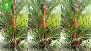 Palm Tree For Home  Best Types Of Palm Trees  Red Palm Tree  Palm Tree For Garden [upl. by Nitsirc]