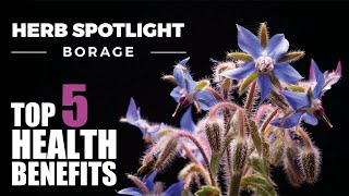 TOP 5 BENEFITS OF BORAGE  HERB SPOTLIGHT [upl. by Fadil]