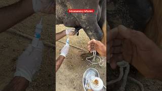 Intramammary infusion buffalo mastitis treatment lactovet tube buffalo mastitis vetdrmudassir [upl. by Airdnazxela619]