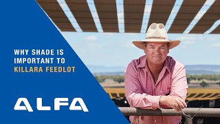 Why shade is important to Killara Feedlot NSW [upl. by Atinus]