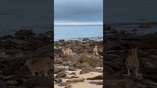 Kangaroos at Woody Head 2024  Just chilling by the beach [upl. by Ivana422]