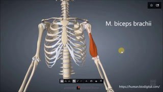 M biceps brachii [upl. by Luhar66]