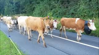 Alpabzug Aeschi bei Spiez Horncows Kuhglocken Swisscows Cowbells Treicheln Berneroberland [upl. by Ecirtal]