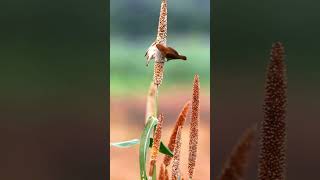 Scalybreasted Munia Eating Flower in Purbasthali  Beautiful Bird Behavior shorts youtubeshorts [upl. by Genie]