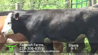 FADEOSH FARMS Georgia Summer Safe Sale 81324 [upl. by Reahard255]