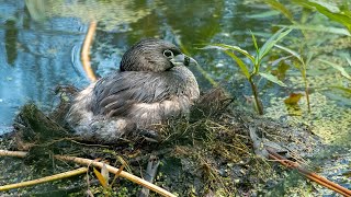 Nesting PiedBilled Grebe with Four Chicks [upl. by Gavrielle]